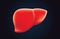 Red liver vector on dark background.