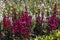 Red Lobelia speciosa flowers