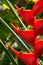 Red lobster claw Heliconia flower in bloom