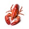 Red lobster isolated on white background