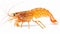 Red lobster isolated on white background