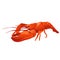 Red lobster . seafood. vector illustration