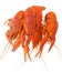 Red lobsters isolated on the white background