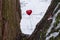 Red lollipop heart shaped on the tree