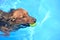 Red Long-Haired Dachshund Swimming