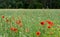 Red long-headed poppy field, blindeyes, Papaver dubium. Blooming flower in a natural environment.