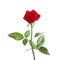 Red long stem rose