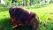 Red longhaired dachshund dog digging hole in the ground in autumn park