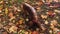 Red longhaired dachshund dog digging hole in the ground with fallen leaves in autumn park top view