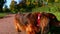 Red longhaired dachshund dog walking in autumn park