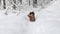 Red longhaired dachshund running through the snow in winter forest, small dog in beautiful snowy landscape