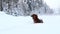 Red longhaired dachshund running through winter forest under the snow, small dog in beautiful snowy landscape