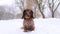 Red longhaired dachshund sitting under the snow in winter park, little doggy wearing winter clothing for cold weather
