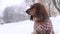 Red longhaired dachshund sitting under the snow in winter park, little doggy wearing winter clothing for cold weather