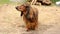 Red longhaired dachshund standing outdoor and waging its tail, small dog walking