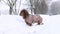 Red longhaired dachshund walking in winter park, little doggy wearing winter clothing for cold weather and snow