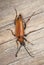 Red longhorn beetle (Stictoleptura rubra)