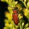 Red longhorn beetle, Stictoleptura rubra.