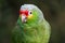 Red-Lored Amazon Parrot in a Costa Rica Tropical Rainforest. 