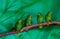 Red lored amazon parrots sitting together on a tree branch in the aviary, tropical bird from the amazon basin of America