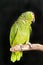 Red lored amazon rescued parrot