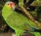 A Red-Lored Parrot