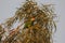 Red-lored Parrot