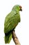 Red-lored Parrot  810545