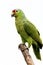 Red-lored Parrot  810822