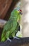 Red-lored Parrot Amazona autumnalis