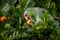 Red Lored Parrot in Costa Rica