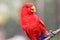 Red Lorikeet