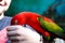 A red Lorikeet is feeding on a child`s arm.