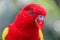 Red Lory bird