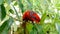 Red Lory Bird