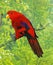 Red Lory, eos bornea, Adult standing on Branch