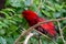 The red lory Eos bornea perched in the rainforest tree fanning feathers on a tree branch, a species of parrot in the family