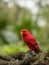 Red Lory, Eos bornea. Portrait of a small colorful parrot sitting on a branch.