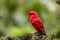 Red Lory, Eos bornea. Portrait of a small colorful parrot sitting on a branch.