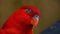 The red lory Eos bornea is a species of parrot