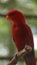 He red lory Eos bornea is a species of parrot in the family Psittaculidae