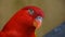 He red lory Eos bornea is a species of parrot in the family Psittaculidae