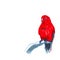 Red lory Eos bornea is a species of parrot in the family Psittaculidae live in Indonesia, New Guinea, Australia and the Pacific.