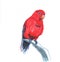 Red lory Eos bornea is a species of parrot in the family Psittaculidae live in Indonesia, New Guinea, Australia and the Pacific.