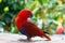 Red lory in the park on Sentosa island