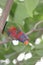 The red lory perched in the rainforest tree
