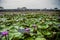 Red Lotus Floating Market in Thailand