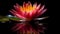 red lotus flower with reflection on black background, made with Generative AI