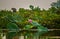 Red lotus flowers in a large pond called Red Lotus Sea in Udon Thani Province