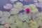 Red lotuses and lotus leaves in a public pool